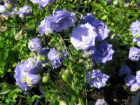 Campanula cochleariifolia 'Blaue Taube' - zvonek