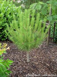 Pinus pinea 'Golan' - pinie, středozemní borovice