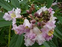 Chitalpa tashkentensis - chitalpa