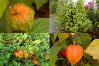 Physalis alkekengi - mochyně židovská třešeň
