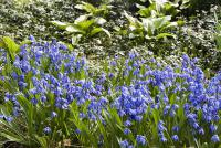 Cibuloviny - ladoňka sibiřská, Scilla sibirica (TIP ZC CS)