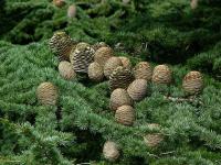 Cedrus libani var. brevifolia - cedr libanonský
