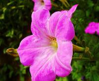 Petunia atkinsiana - petúnie zahradní