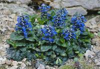 Ajuga pyramidalis 'Metallica Crispa' - zběhovec jehlancovitý