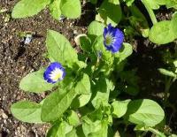 Convolvulus tricolor - svlačec trojbarevný