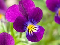 Viola x cornuta - violka  rohatá