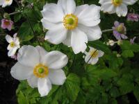 Anemone hupehensis 'Andrea Atkinson' - sasanka