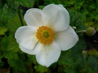 Anemone japonica 'Honorine Jobert' - sasanka japonská