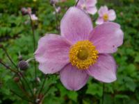 Anemone tomentosa 'Robustissima' - sasanka