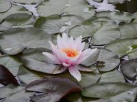 Nymphaea - leknín
