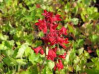 Heuchera sanguinea 'Leuchtkäfer' - dlužicha
