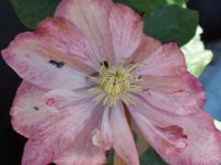 Clematis 'Little Mermaid' - plamének