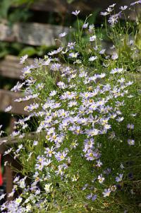 Brachycome iberidifolia - všelicha iberkolistá (PROVOBIS)