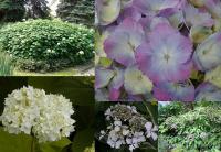 Hydrangea - hortenzie