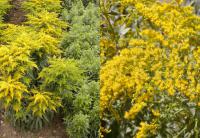 Solidago canadensis - zlatobýl kanadský