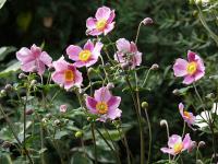 Anemone hupehensis 'Splendens' - sasanka (PROVOBIS)
