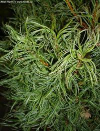 Pinus strobus 'Tiny Curls'' - borovice vejmutovka