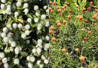 Gomphrena  globosa - pestrovka kulovitá