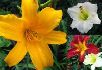 Hemerocallis - denivka