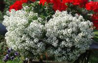 Lobularia - laločnice