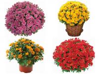 Atraktivní podzimní trvalky: chryzantémy, listopadky (OBICZ)