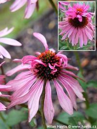 Echinacea purpurea 'Double-Decker' - třapatka nachová