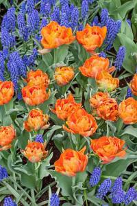 Cibuloviny přivítají jaro (NOVA PG)