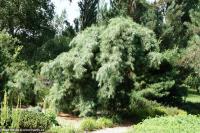 Pinus strobus 'Pendula' - borovice vejmutovka