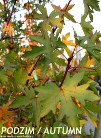 Liquidambar orientalis - ambroň východní