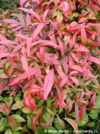 Nandina domestica 'Firepower' - nebeský bambus