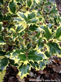 Ilex aquifolium 'Alaska Cream' - cesmína ostrolistá