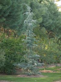 Cedrus deodara 'Eisregen' - cedr himálajský