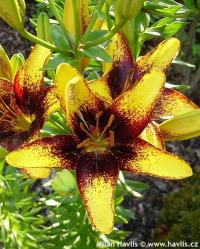 Lilium 'Tiger Play' - lilie