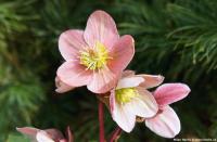 Helleborus x ericsmithii 'HGC Pink Frost' - čemeřice