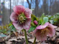 Helleborus orientalis Red Spotted Hybrids - čemeřice