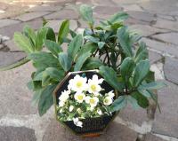 Helleborus niger 'HGC Čemeřice Jacob Royal' - čemeřice