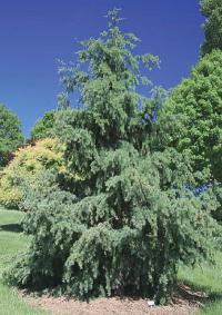 Cedrus libani - cedr libanonský ‘Blue Angel’ (KNIŽNÍKLUB)