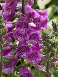 Digitalis purpurea Dalmatian Purple - náprstník červený