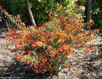 Cytisus 'Lena' - čilimník