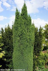 Juniperus communis 'Hibernica' - jalovec obecný
