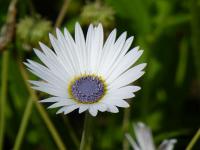 Arctotis venusta - nerenka