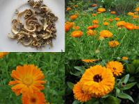 Calendula officinalis - měsíček lékařský