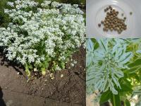 Euphorbia marginata - pryšec vroubený