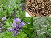 Phacelia tanacetifolia - svazenka vratičolistá