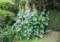 Macleaya cordata - okecek, makleja (KNIŽNÍKLUB)
