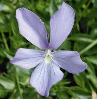 Viola cornuta - violka rohatá (KNIŽNÍKLUB)