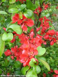 Chaenomeles speciosa 'Rubra' - kdoulovec lahvicovitý