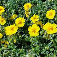 Helianthemum hybridum 'Golden Queen' - devaterník