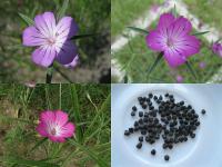 Agrostemma githago - koukol polní