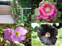 Alcea rosea - topolovka růžová